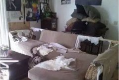 如何阻止狗狗亂咬家具？