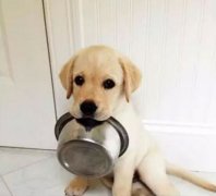 狗狗好像一直吃不飽，需要加餐嗎？