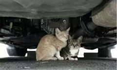 天冷了，開車前記得先喚醒它們！