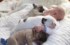 <b>怎么判別狗狗認你做主人？</b>