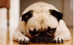 <b>狗狗口臭怎么辦？</b>