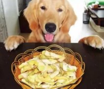 總被人問：“你為什么愛狗？”因?yàn)椤?></div>
                <div>
                    <h2>總被人問：“你為什么愛狗？”因?yàn)椤?/h2>
                    <div><span>2018-06-01

</span><span>查看更多</span></div>
                </div>
            </a><li>
             <a href=