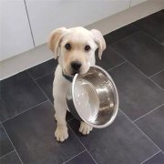 到了飯點不喂狗，你可知道后果的嚴重性？