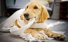 狗狗咬主人的衣服是想表達什么？ 華興寵物食品