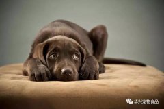 超過半數的狗狗都害怕去寵物店？原因竟是...