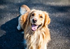 春季養狗，需要注意什么？ 華興寵物食品