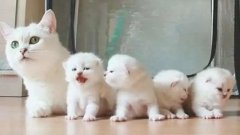 貓咪一生要經歷的六個階段，你家貓處于哪個時期？