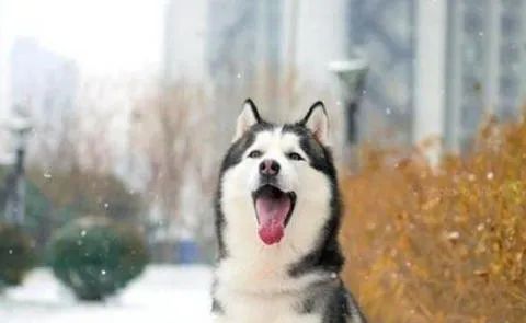 狗狗愛叫怎么辦？這六招，教給你