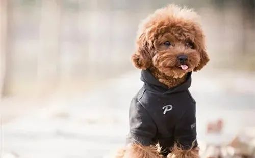 養(yǎng)狗，這些“低級(jí)錯(cuò)誤”千萬(wàn)不能犯！