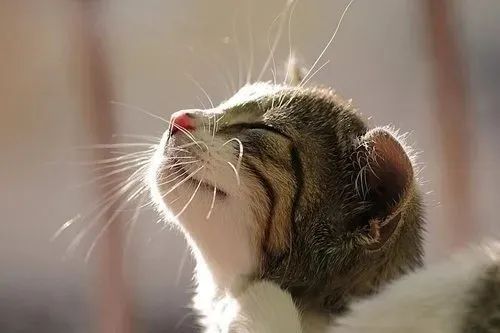 養(yǎng)貓忠告：這3件事一定要做，還有3件事千萬(wàn)不要做！